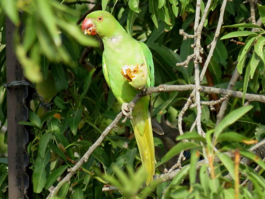  الببغاء الخضراء او الدرة الهندية تهاجم اشجار اللوز والجوز في بيت لحم